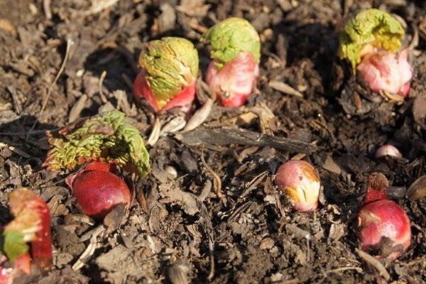 variété de rhubarbe