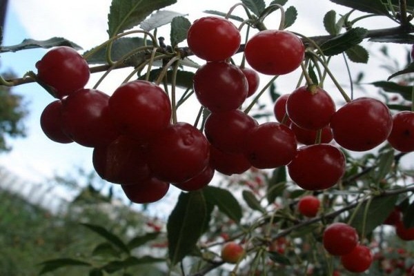 varieties of cherries