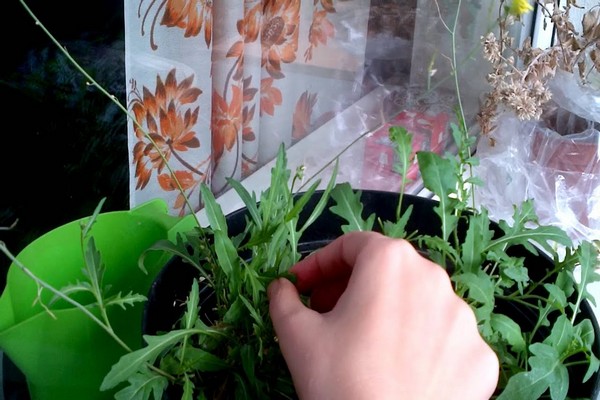 arugula varieties + with photo + and names