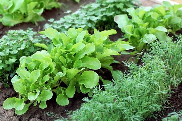 arugula varieties + with photo + and names
