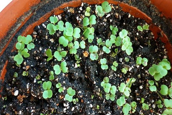 arugula varieties
