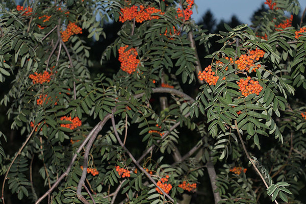 Rowan weeping