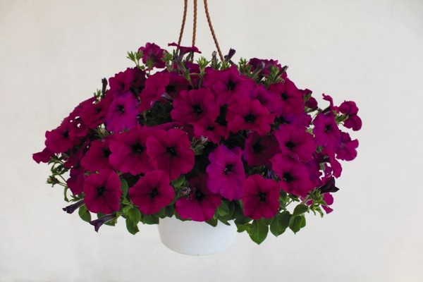 petunia success 360 reviews