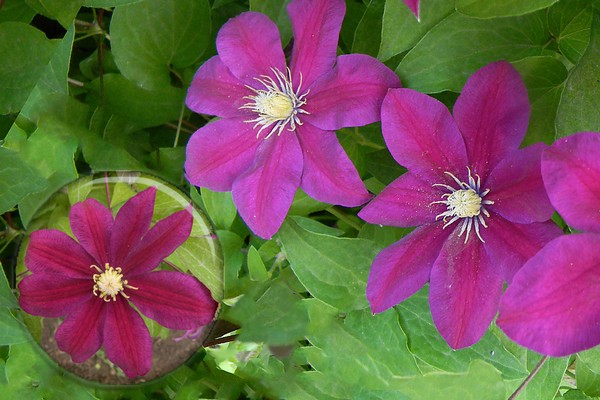 clematis pôr do sol