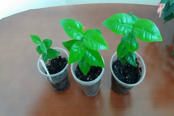 felt cherry cultivation + from seeds