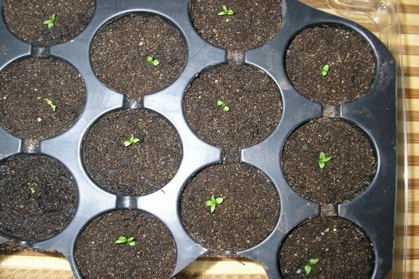 clematis + from seeds + at home