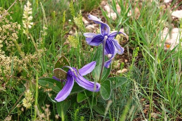 clematis seeds