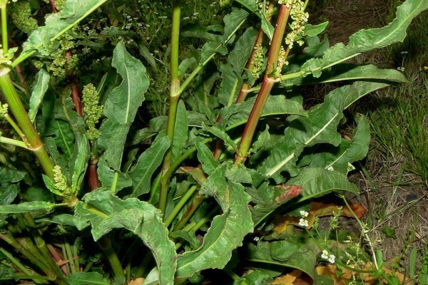 Curly sorrel