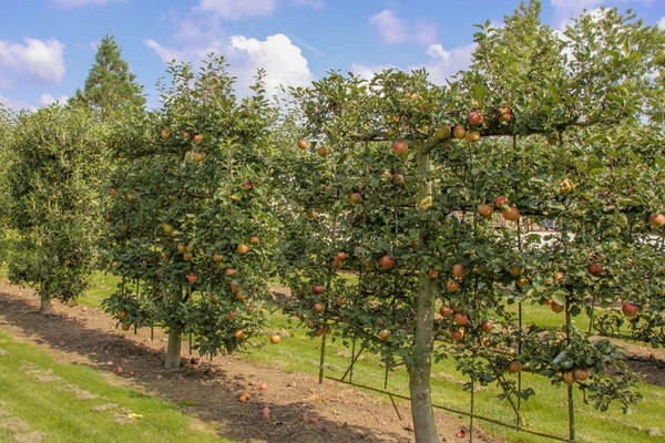 Apple Jarreteira