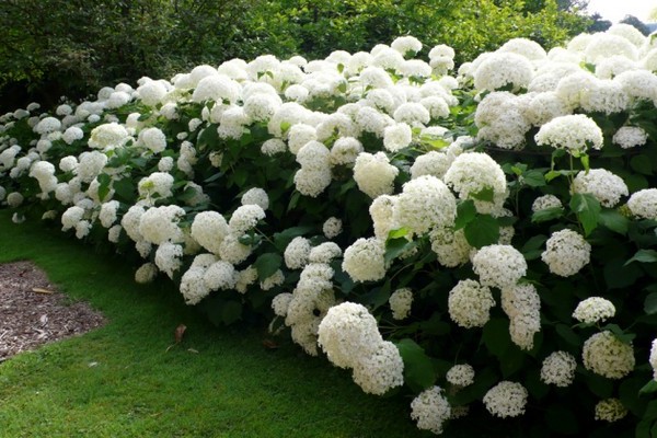 hydrangeas + varieties for siberia