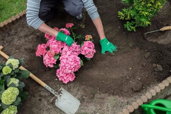 hydrangea + planting in siberia + and care