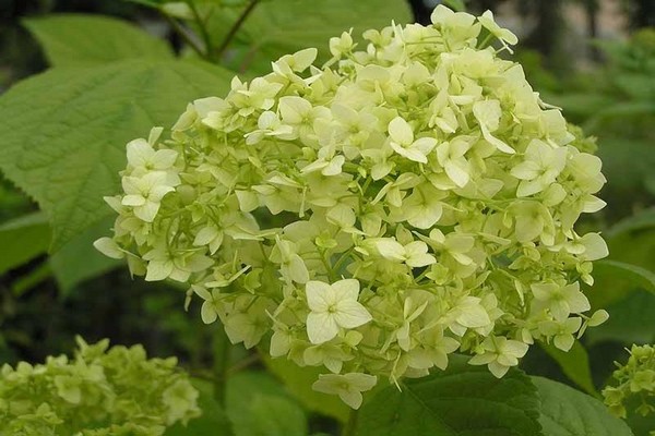 hydrangeas + varieties for siberia