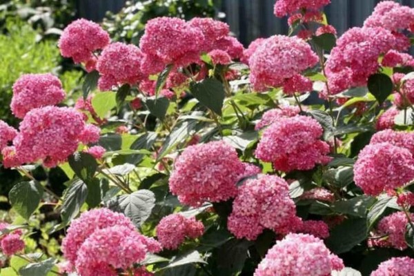 hydrangea care + in siberia
