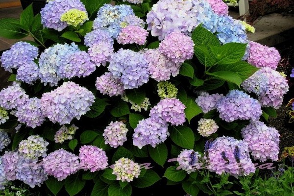 hydrangeas + varieties for siberia