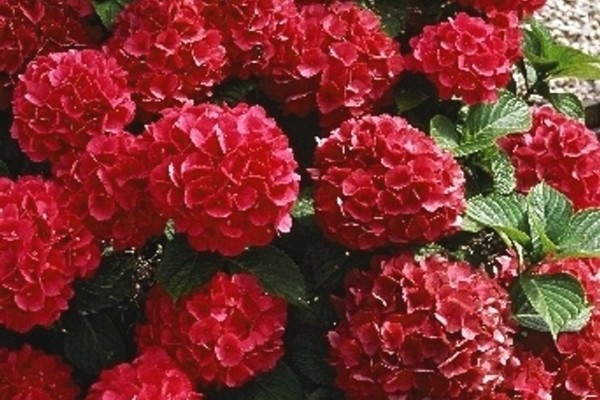 panicle hydrangea + in siberia