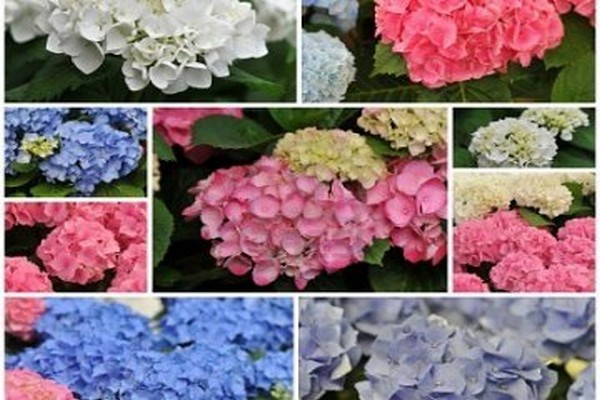 hydrangeas + varieties for siberia