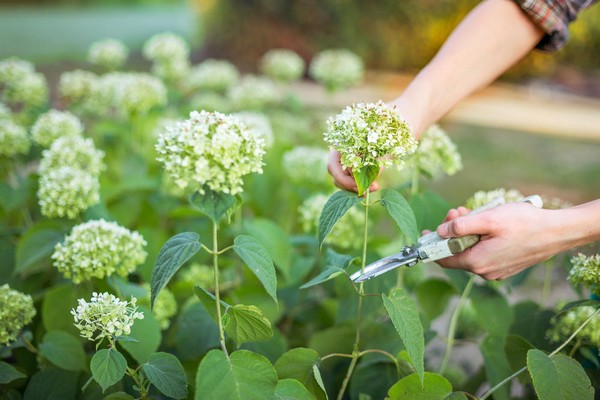 hydrangea + planting in siberia