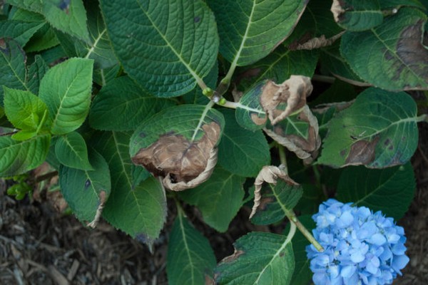 hydrangea leaves fall