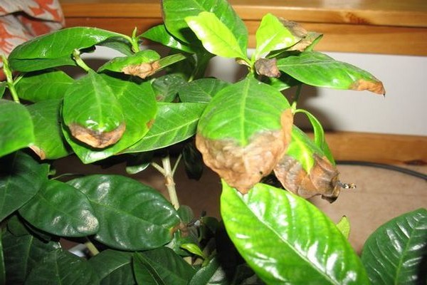 why + hydrangea leaves dry