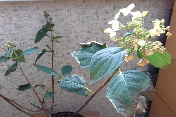 leaves turn black + hydrangea