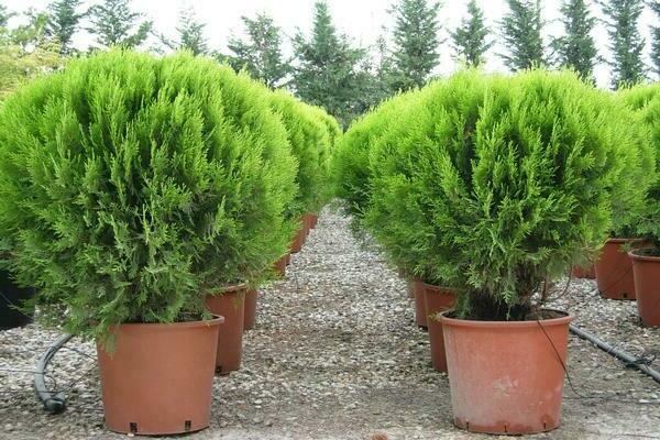 variétés globulaires de thuya