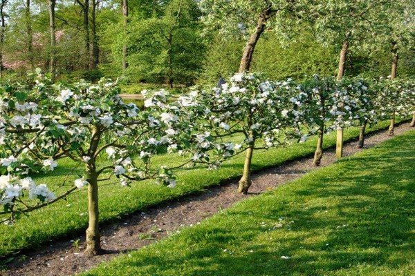 bons voisins + pour le pommier
