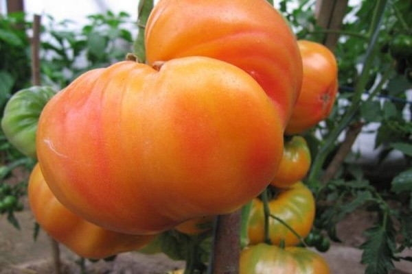 avis sur les variétés de tomates