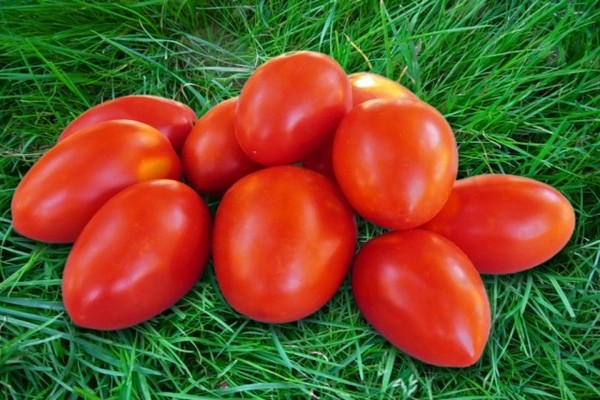 avis sur les variétés de tomates