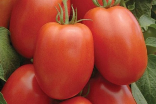 avis sur les variétés de tomates