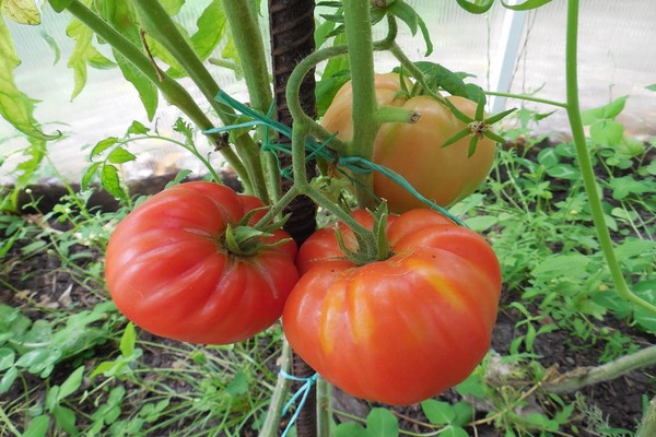 avis sur les variétés de tomates