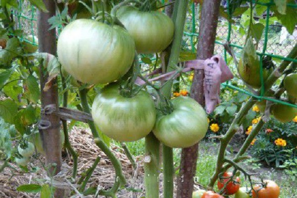 avis sur les variétés de tomates