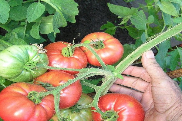 avis sur les variétés de tomates