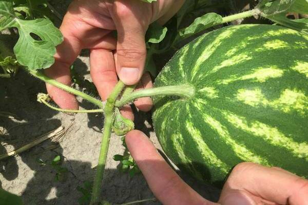 ripeness of watermelon in the garden