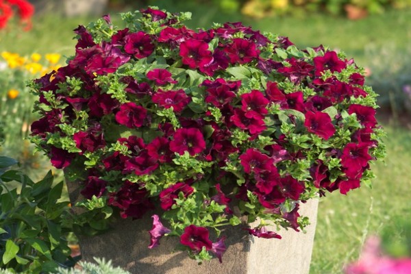 petunia surfinia photo