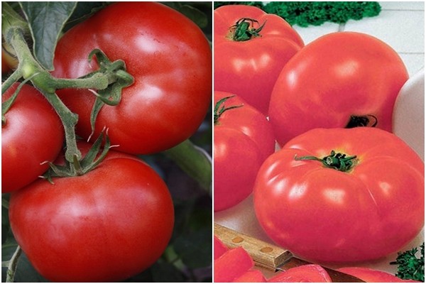 tomatenpuppe bewertungen
