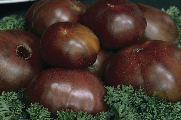 tomato black prince