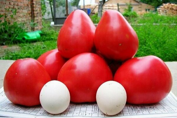 Tomate merveille de la terre