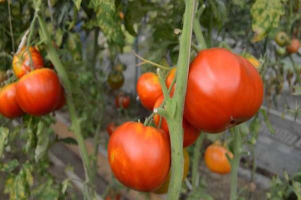 tomato eupator photo