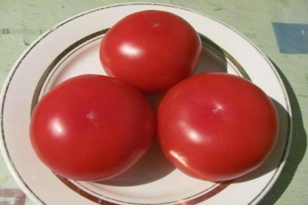 tomate roi des rois