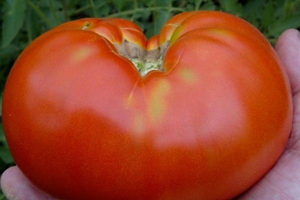 Tomate Kosmonaut Volkov Foto