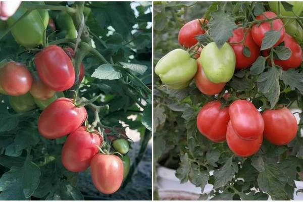 tomato Red red