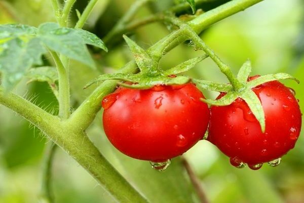 tomato Olya