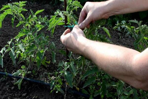 tomato variety eagle beak photo
