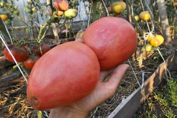 eagle beak tomato reviews