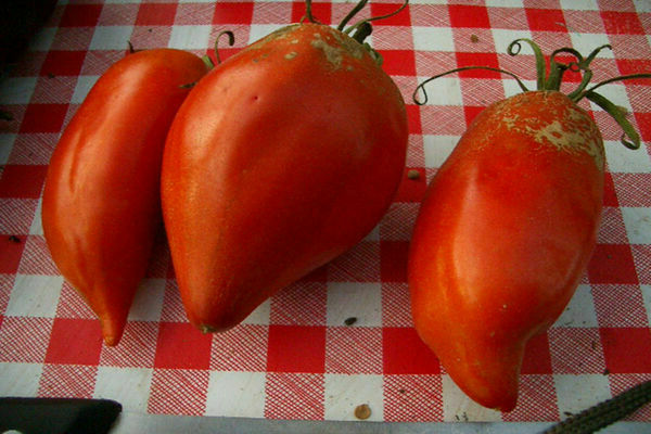 eagle beak tomatoes description
