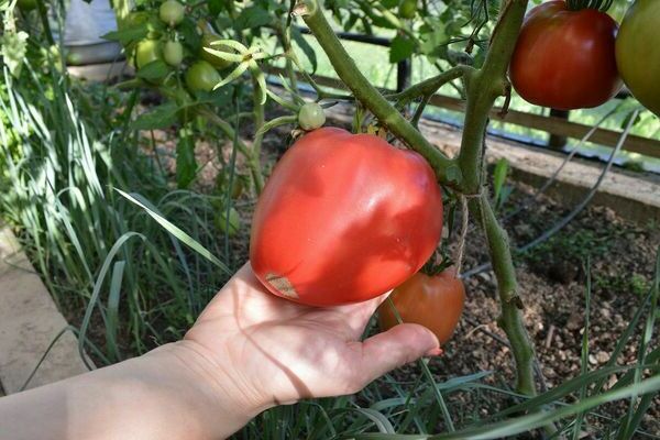 tomato eagle beak photo