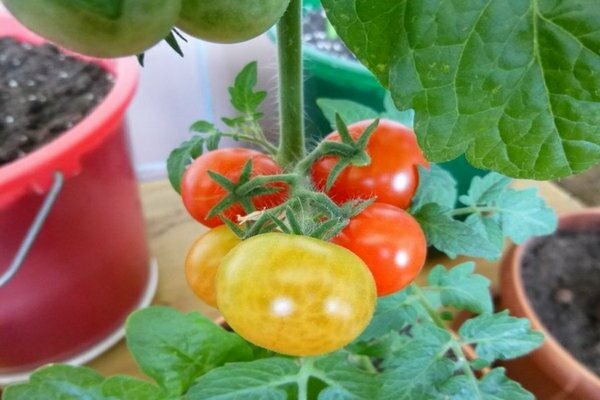 pinocchio tomato
