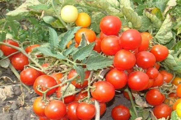 tomato pinocchio