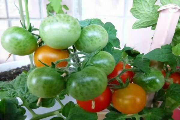pinocchio tomato