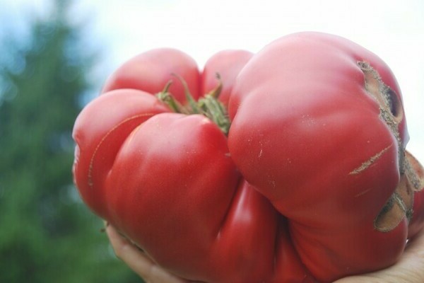 Tomate géante rose
